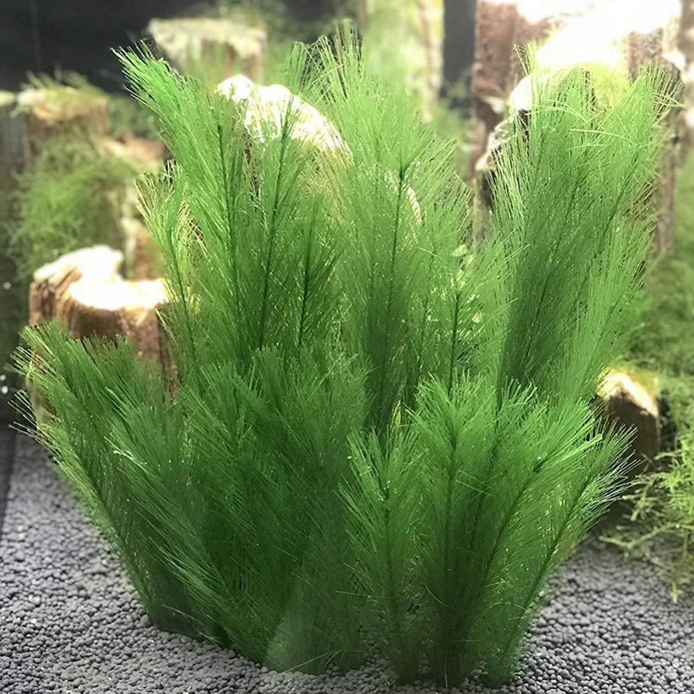 1/3Pcs 28/40cm Aquarium Fish T - Live Plant Aquarium review and price