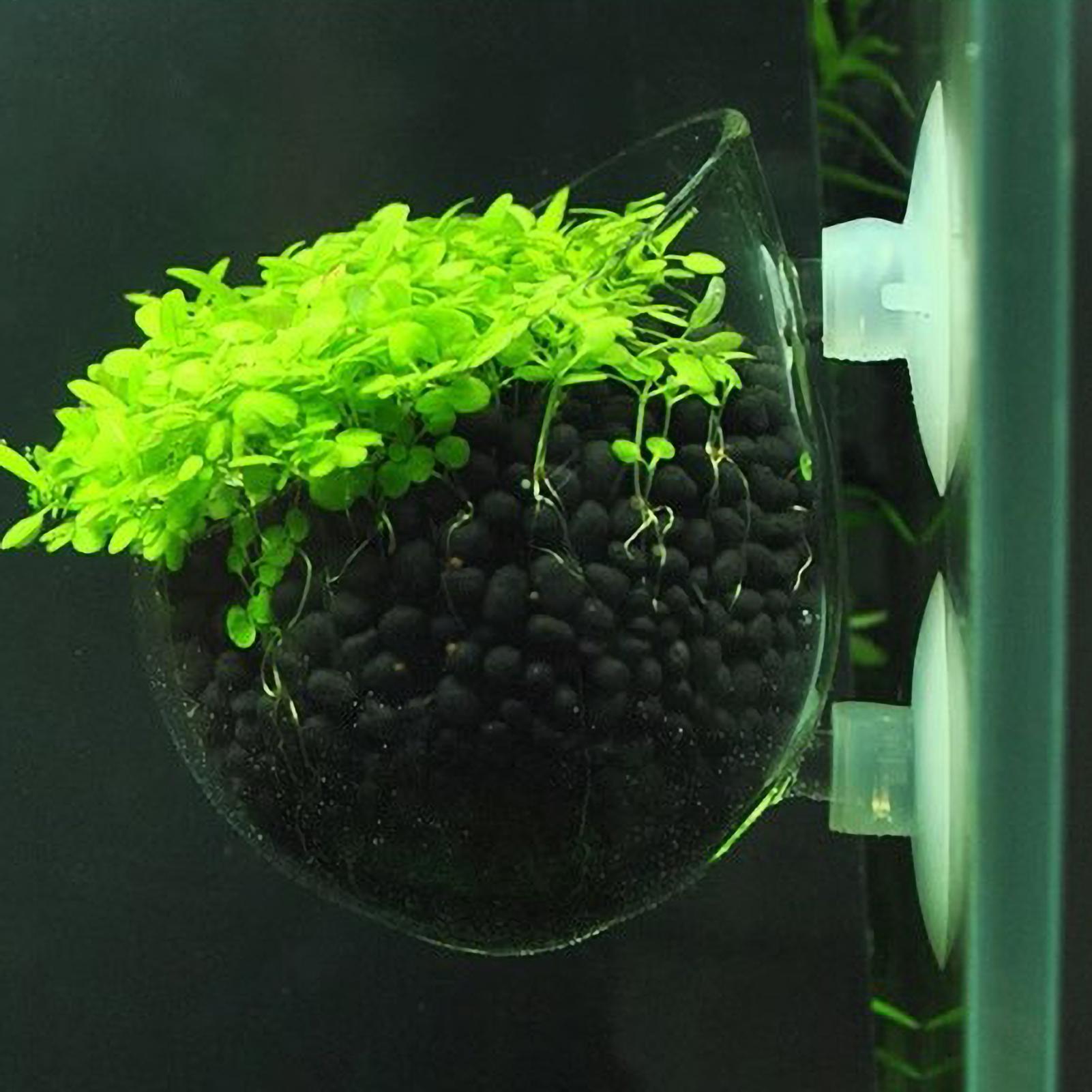 Aquarium Plant Holder Glass Aq - Live Plant Aquarium review and price