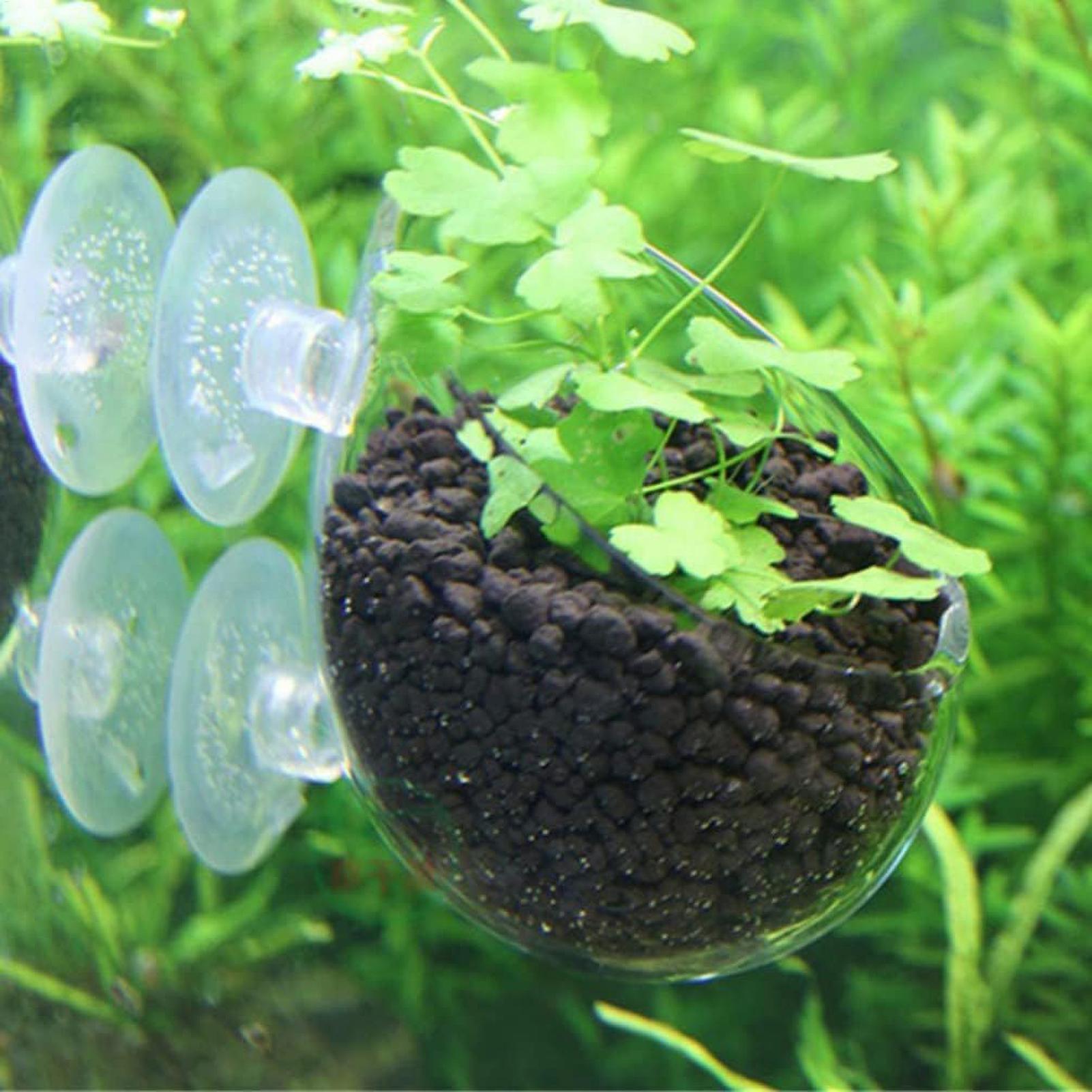 Aquarium Plant Holder Glass Aq - Live Plant Aquarium review and price