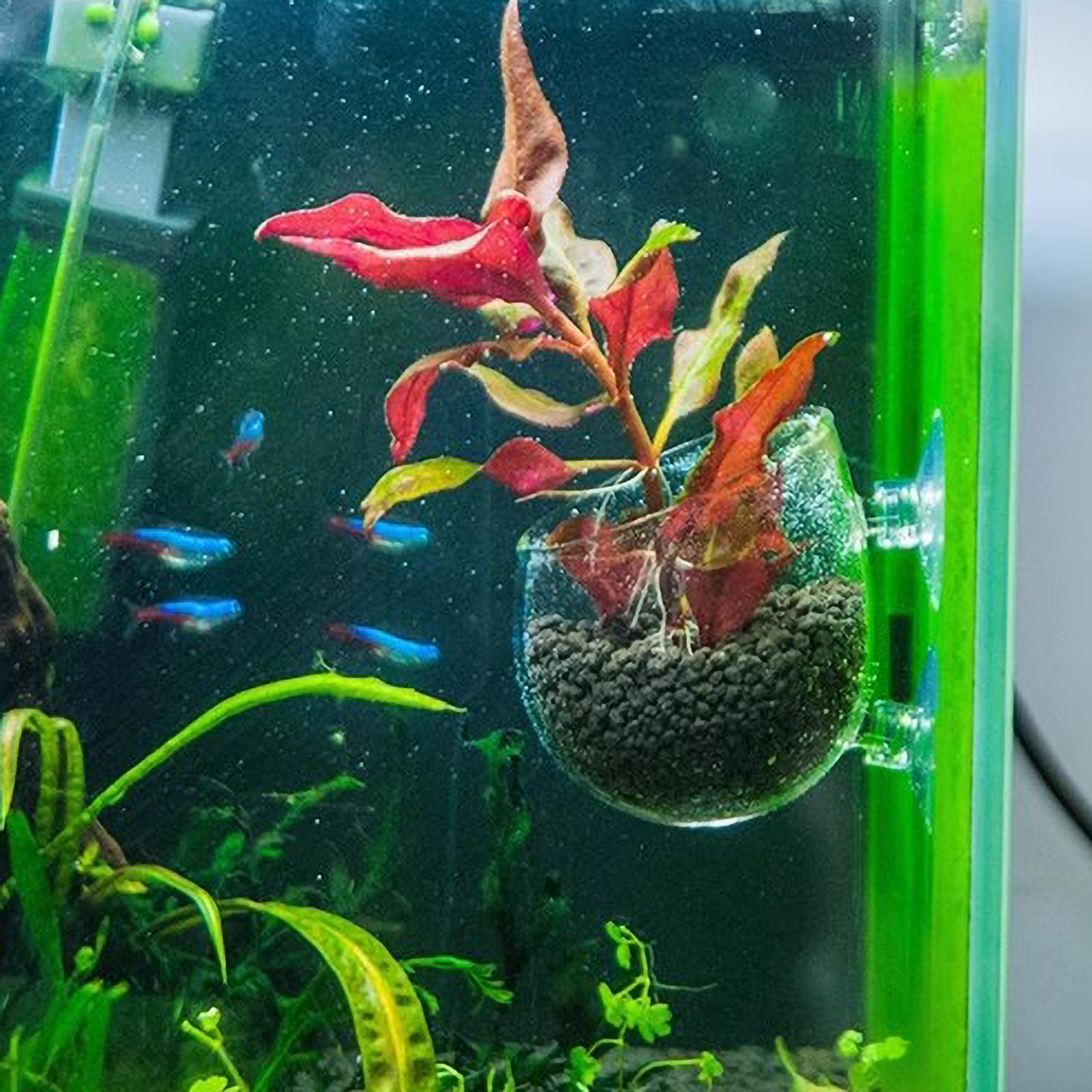 Aquarium Plant Holder Glass Aq - Live Plant Aquarium review and price