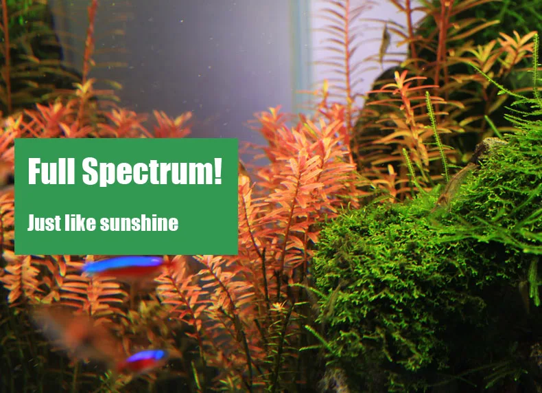Chihiros C Series ADA Style Pl - Aquarium Plant Light review and price