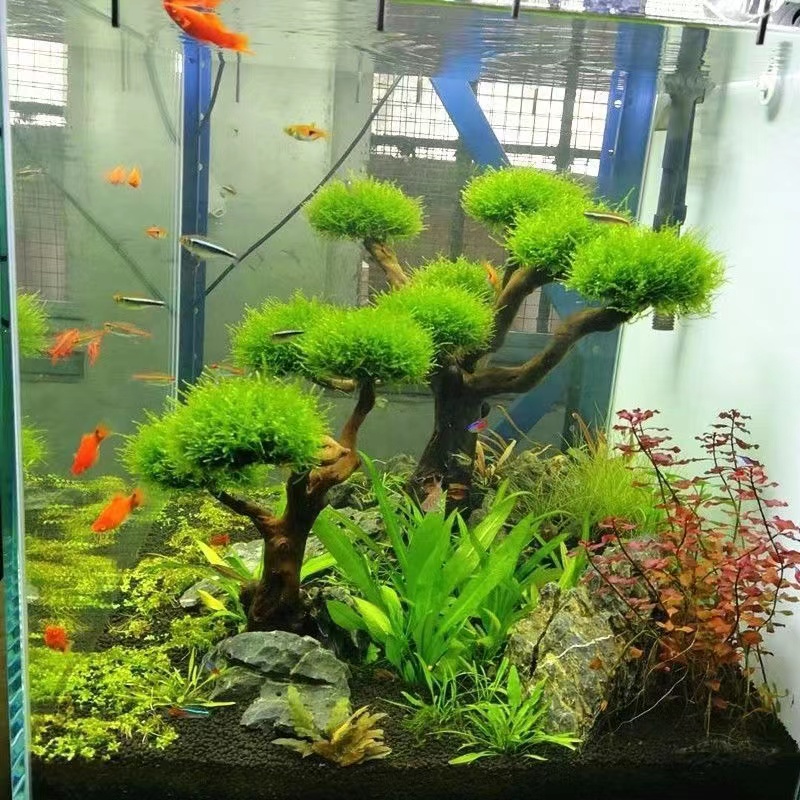 Fish tank greening wood frame  - Aquarium Driftwood review and price