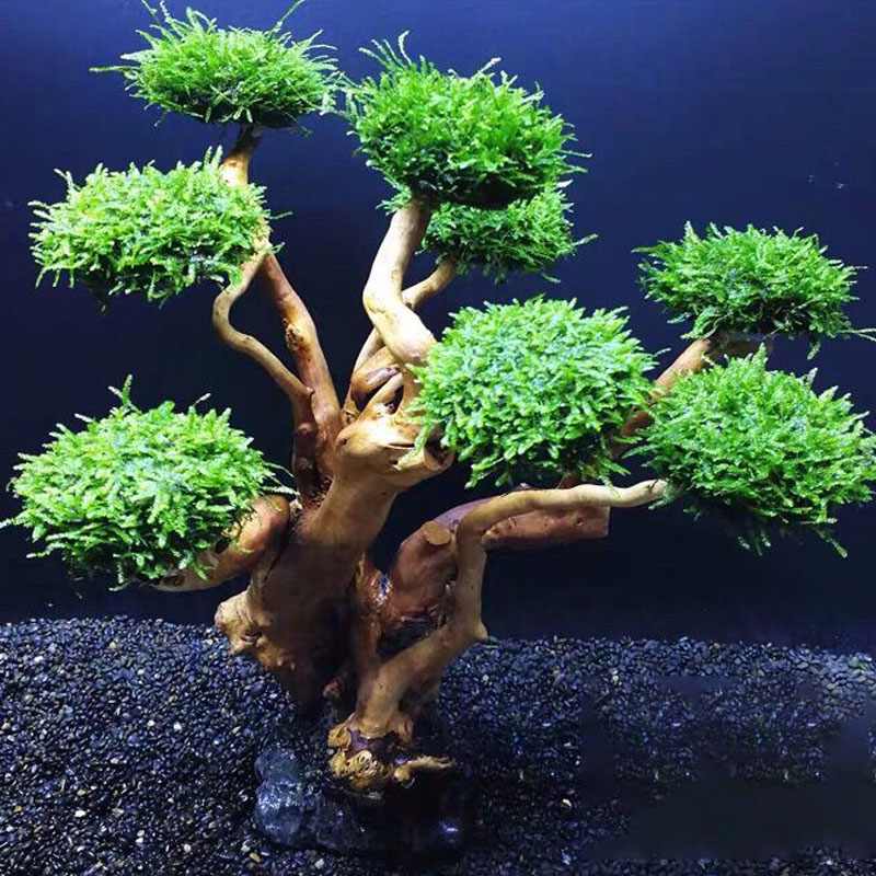 Fish tank greening wood frame  - Aquarium Driftwood review and price